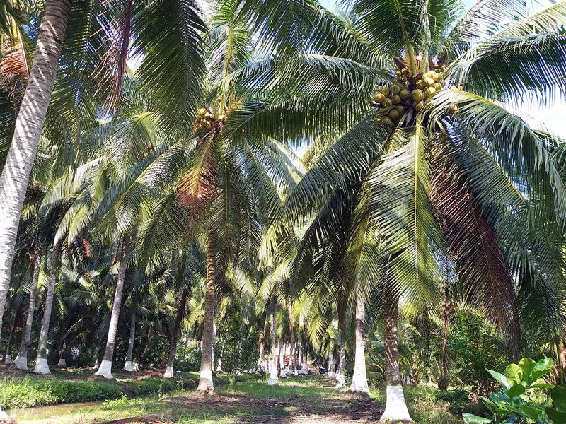 Высшее качество молодой кокос свежий Вьетнам экспорт 100% свежие фрукты Лучшая цена высокое натуральные вкусные напитки продукт