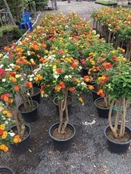 Натуральные растения Lantana Camara из
