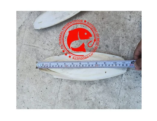Sun Dried Cuttlefish Bone
