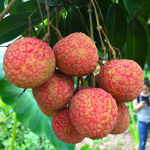 Замороженный личи лучшего сорта из