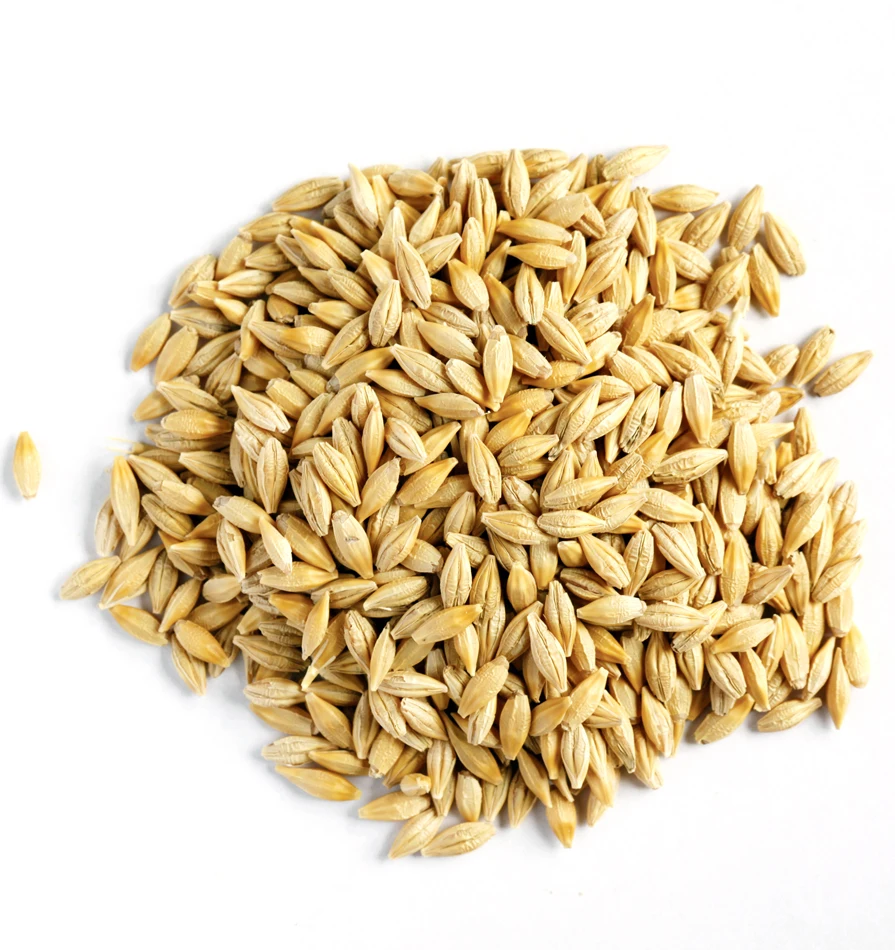 
Barley Grains Premium Barley Seeds/Animal feed barley/bulk barley grains Malted Barley Malt grain for sale Top Grade 