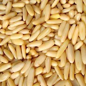 Wholesale Best Quality Pine Nuts For Sale In Cheap Price