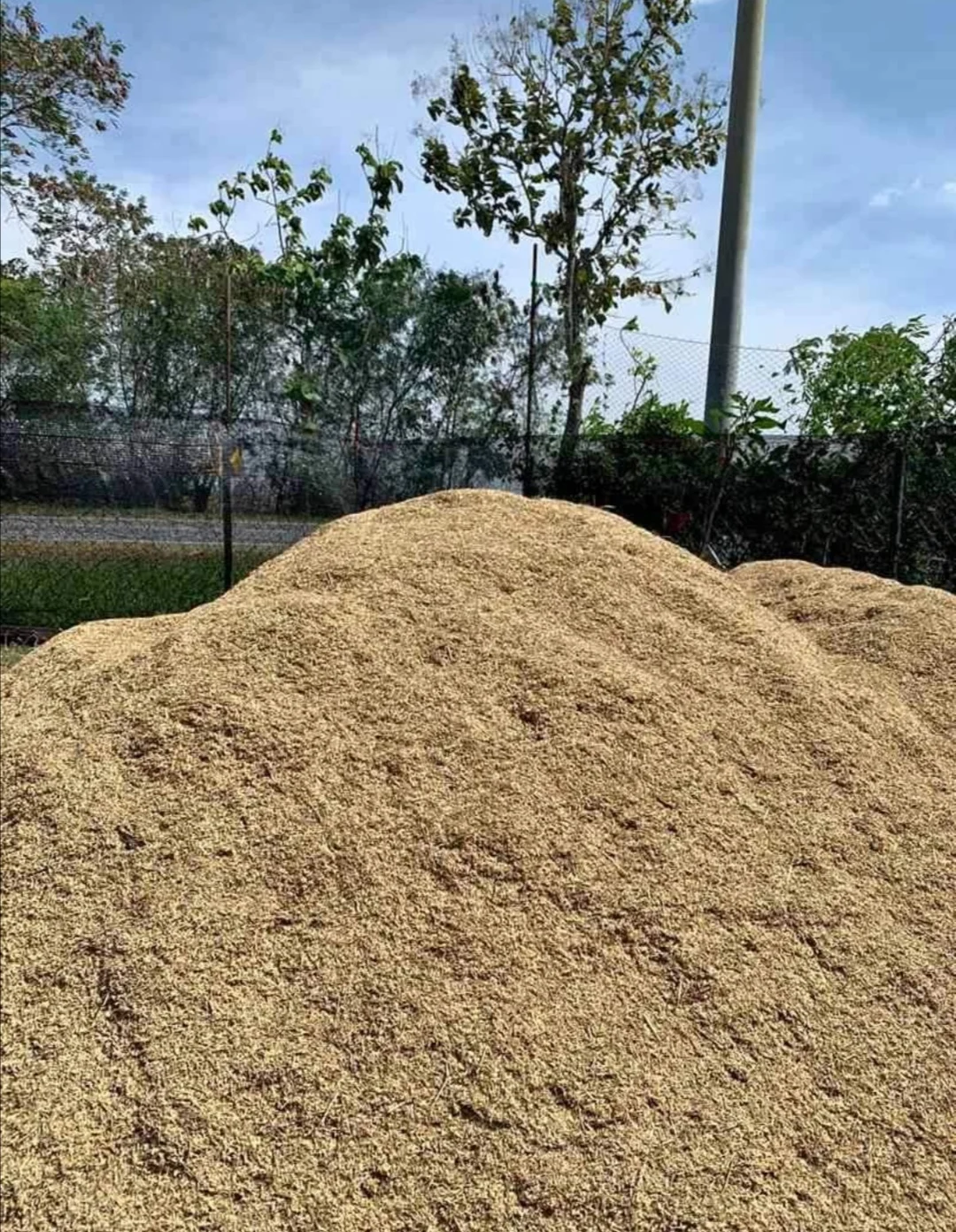 100% Yellow Raw Rice Husk With 5-10% Moisture Packing In Woven Bag