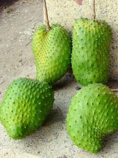 WHOSALE FRESH SOURSOP FRUIT HIGH QUALITY FROM VIETNAM/ SWEET AND SOUR TASTE FRUIT/ GOOD FOR HEALTHY - AXEL + 84 38 776 0892