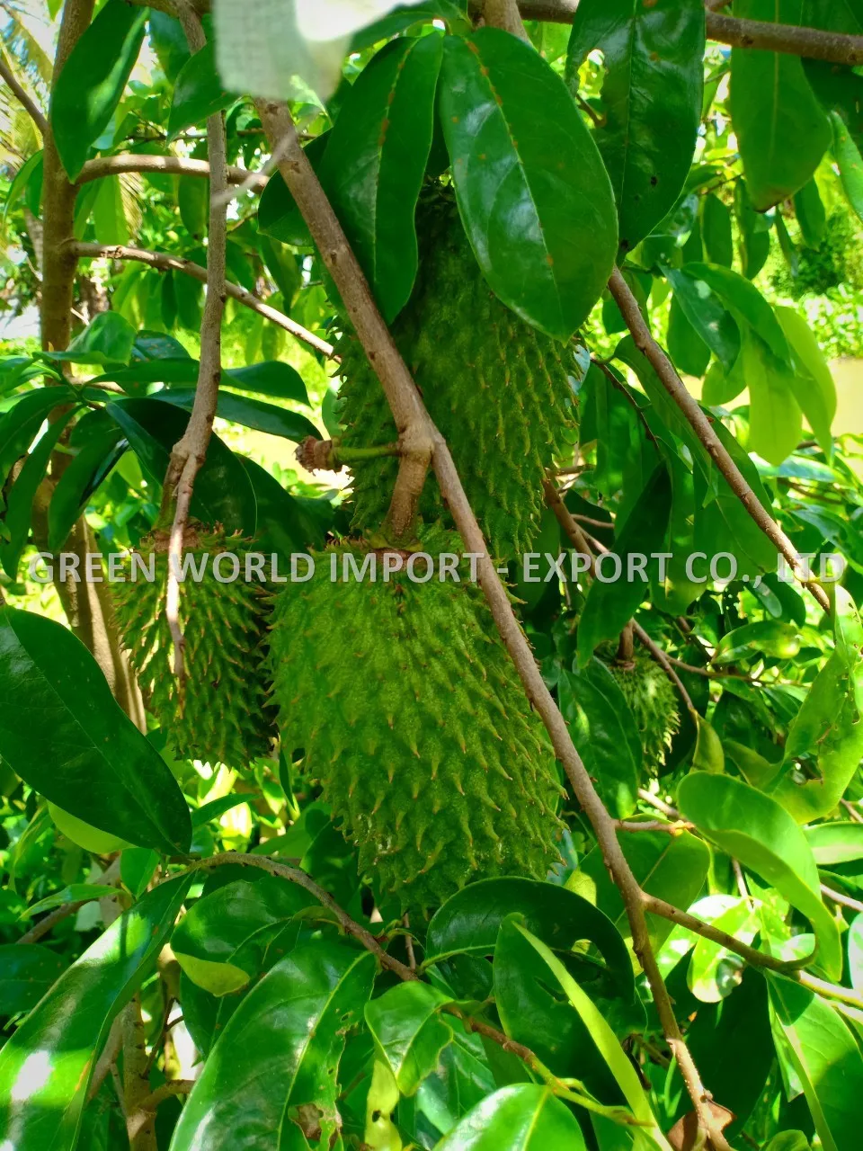 Замороженные сорта SOURSOP/GRAVIOLA PUREE с высоким качеством и естественным фруктовым вкусом-удивительная здоровая пюре из Вьетнама оптовая продажа