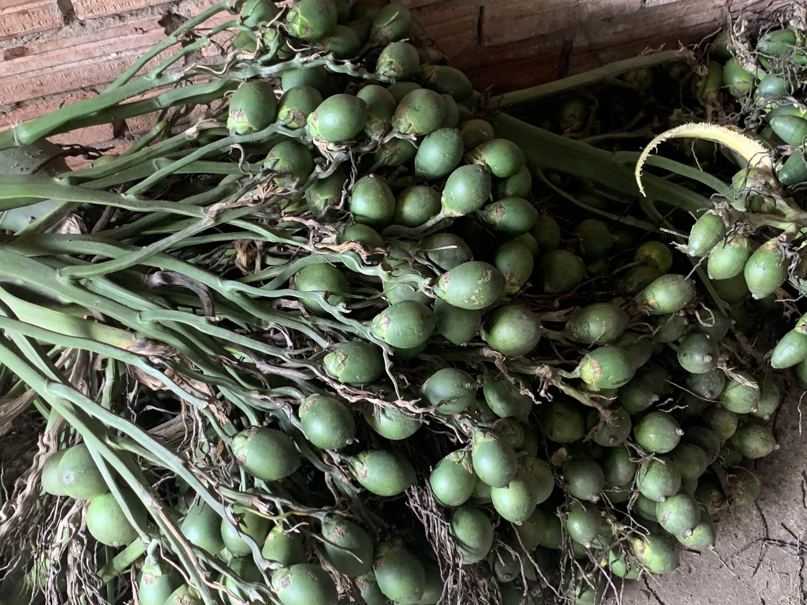 High Quality Viet Nam Whole Dried Betel Nuts / Areca Nuts for Wholesale