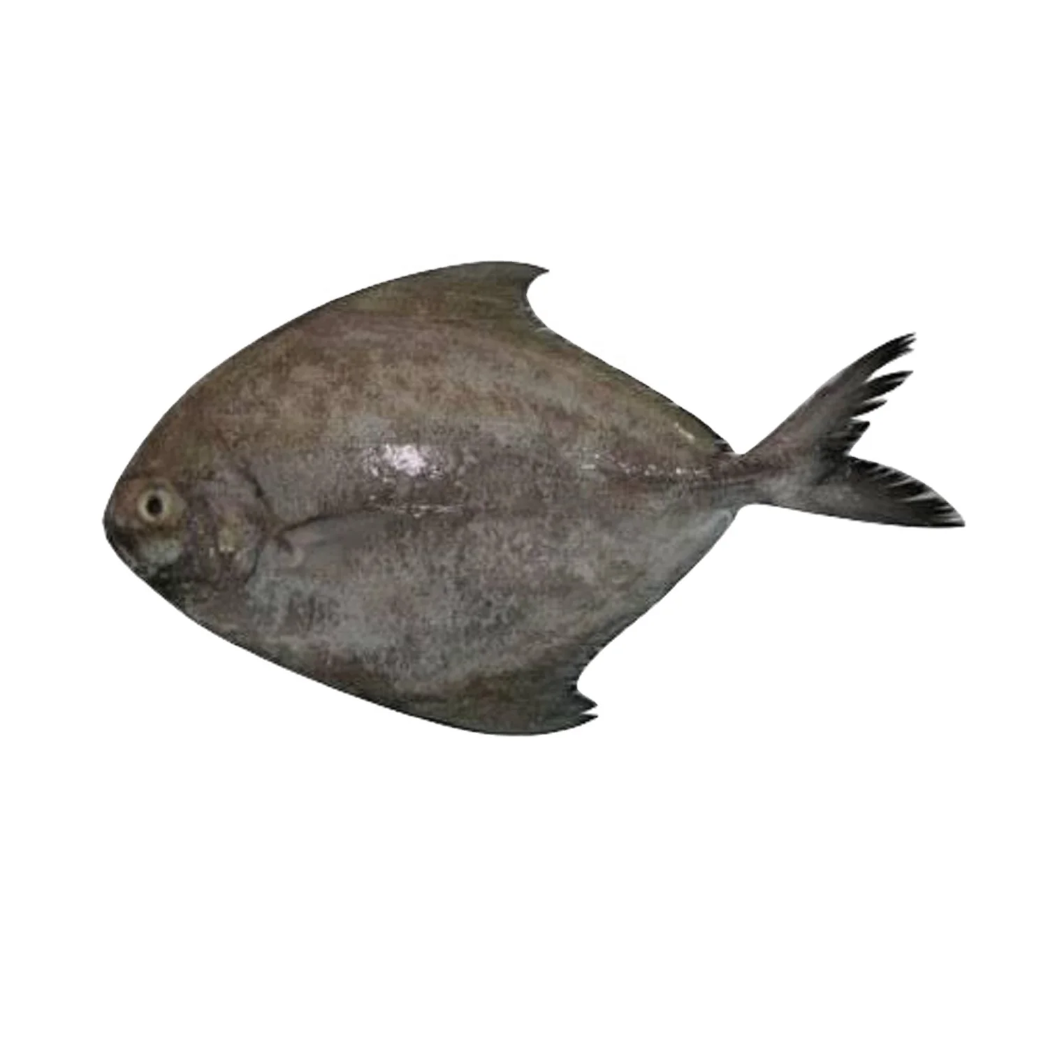 Black Pomfret  Fish Fresh  Hot Sale Bangladeshi Origin  Size 100gm to 1500gm 20kg Packaging grade wise