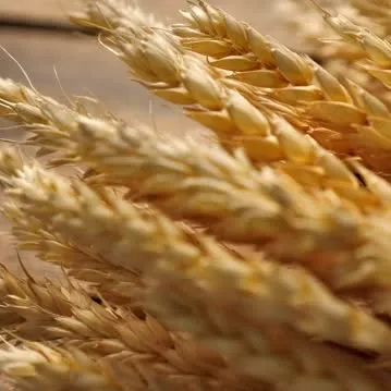 Wheat Straw Hay Bale Animal Feed Premium High Quality Protein Extract 99% Wholesale Bulk Quantity Retail