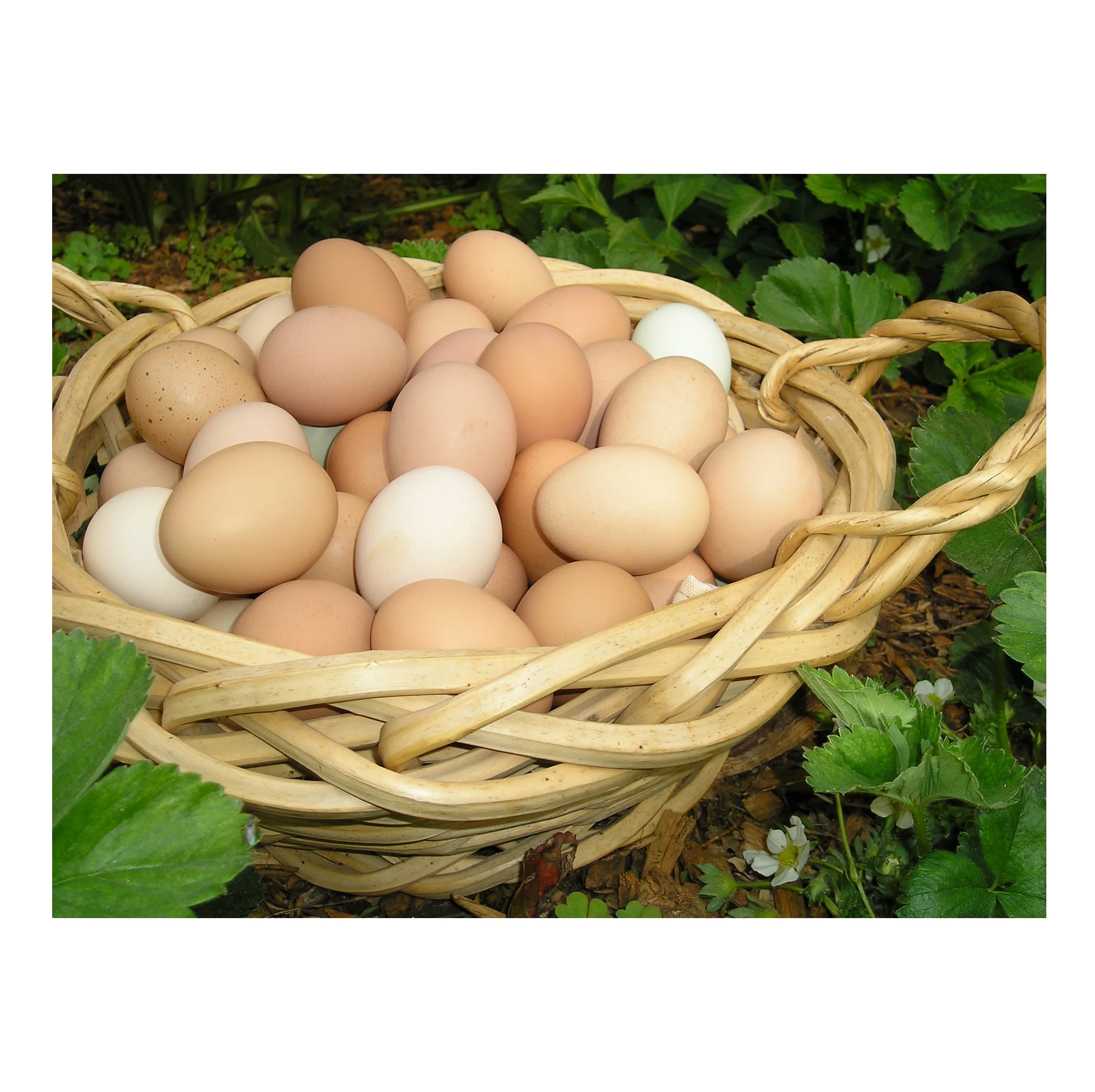 Fresh Chicken Eggs Bulk at Cheapest Wholesale Pricing