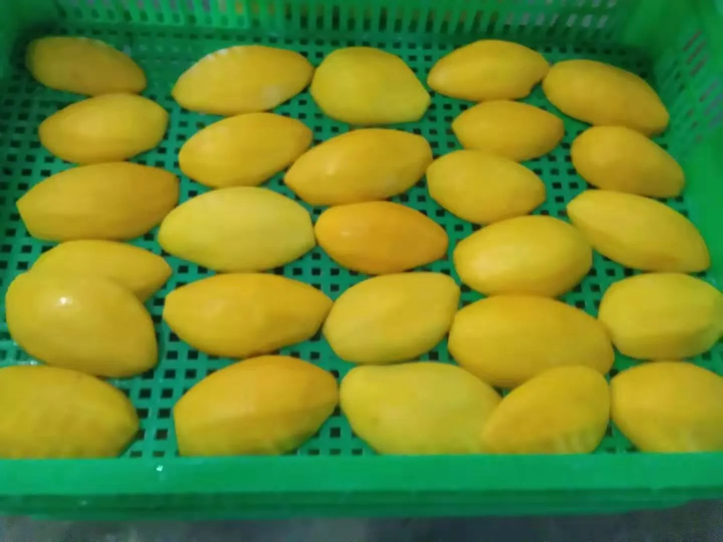 Wholesale 100% Natural Fruit IQF Frozen Mango IQF Frozen Fresh Mango Diced or Halves in Frozen Fruits