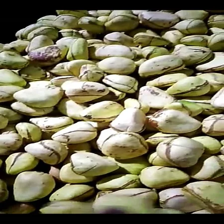 Качественные семена кассии тора