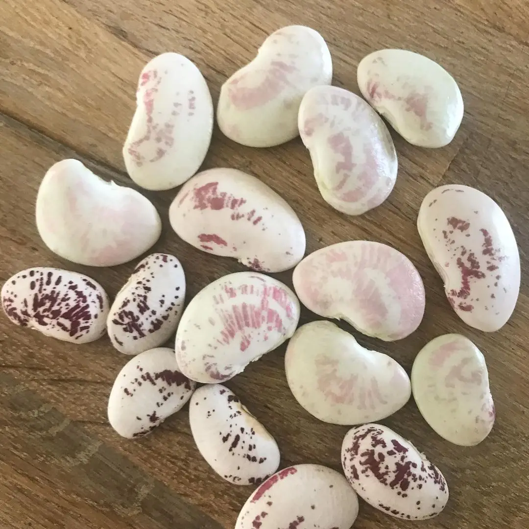 
Fresh Quality Lima Beans On Sale 