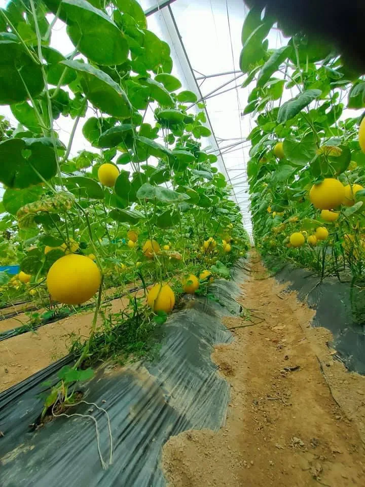 Best Fresh Canary Yellow Melon With Gold Skin From Reputable And Quality Company In Vietnam