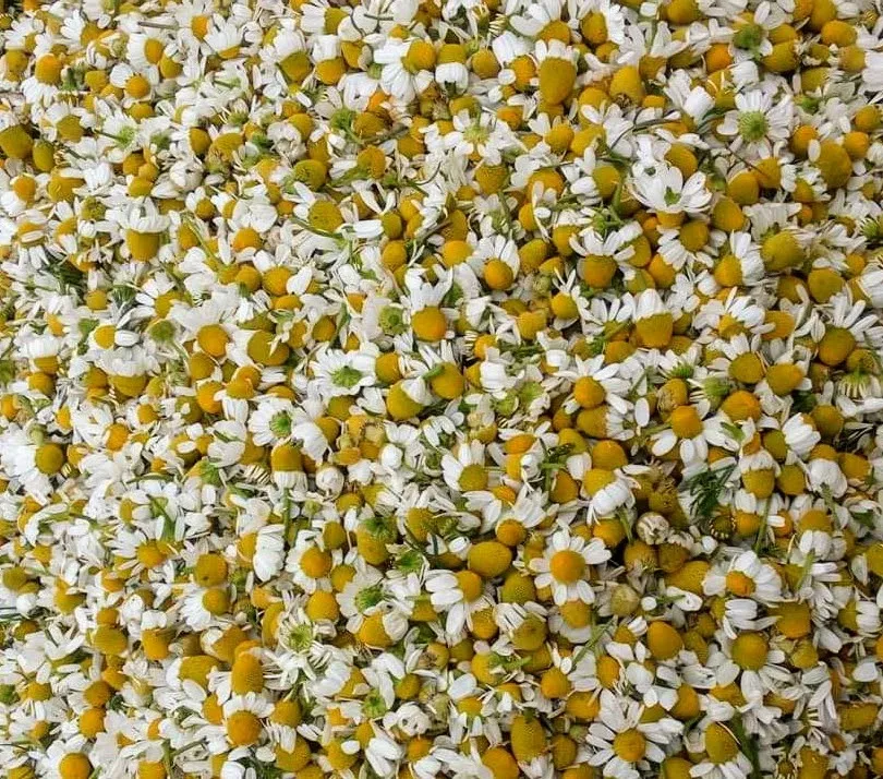 
chamomile flowers -BEST QUALITY, BEST PRICES (SPICES LAND FOR EXPORT) 