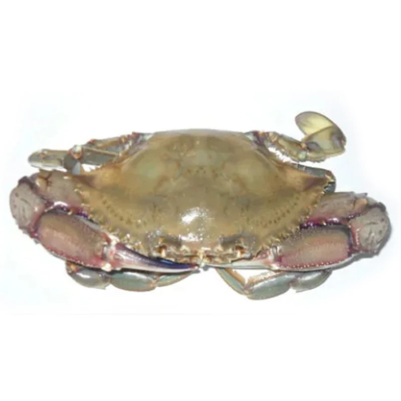 Wholesale Frozen Blue Swimming Crab Frozen Cut Crab Frozen Crab Meat