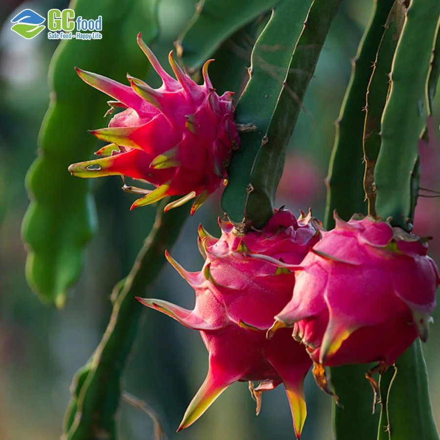 Best  sell White and red dragon fruit seeds  -  Fresh organic fruit  with LC/TT at sight for wholesale