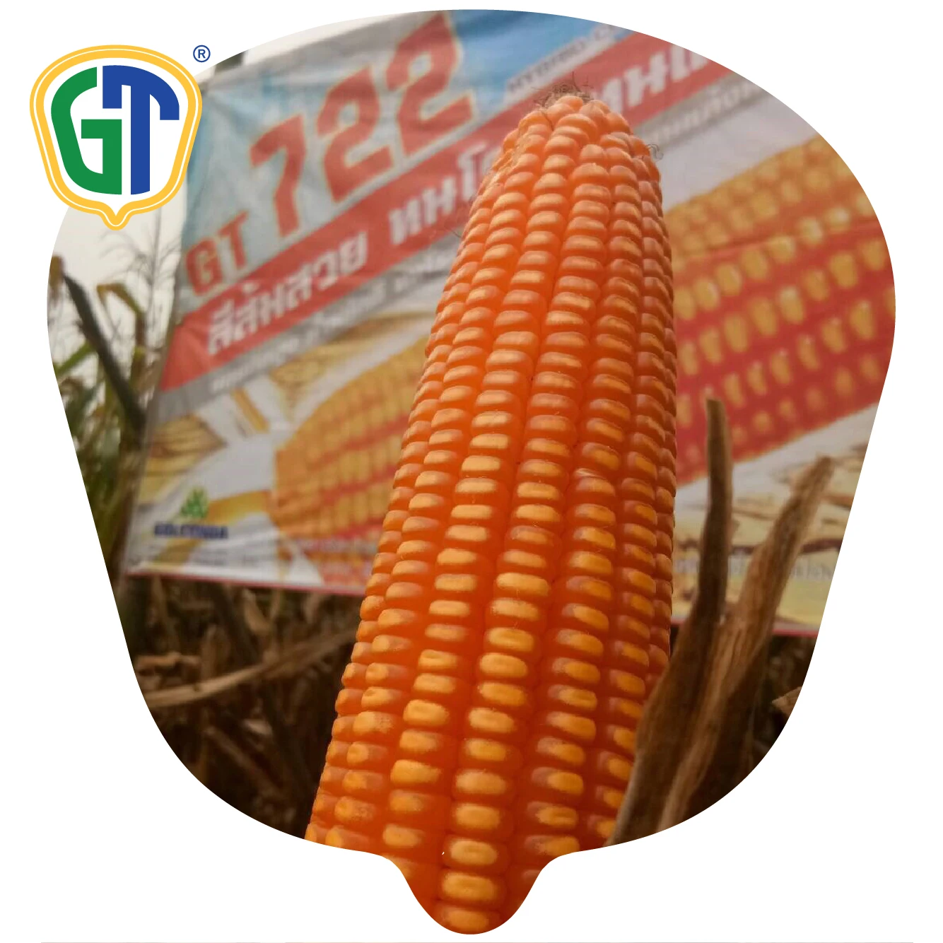 
GT722 Good Grain Quality F1 Hybrid Corn Seeds Supplier From Thailand 