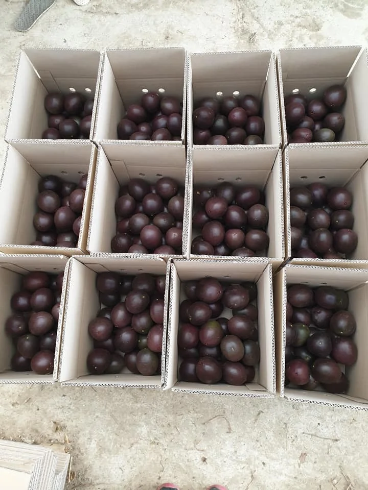  Замороженные страстные фрукты полностью в вакуумной упаковке высокое качество из Вьетнама 0084947900124