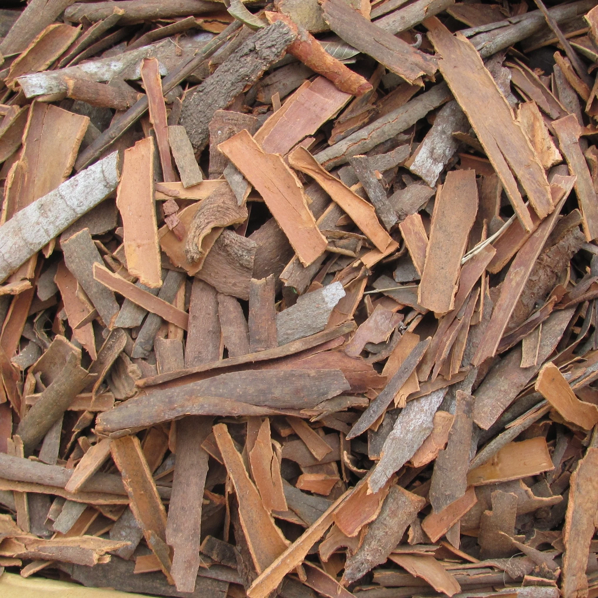 Autumn crop 2021 Broken Cassia