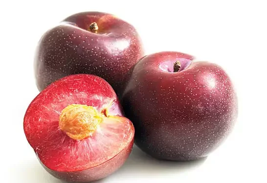 Plum Cheap price and quick response with high quality and carefully packaged for export