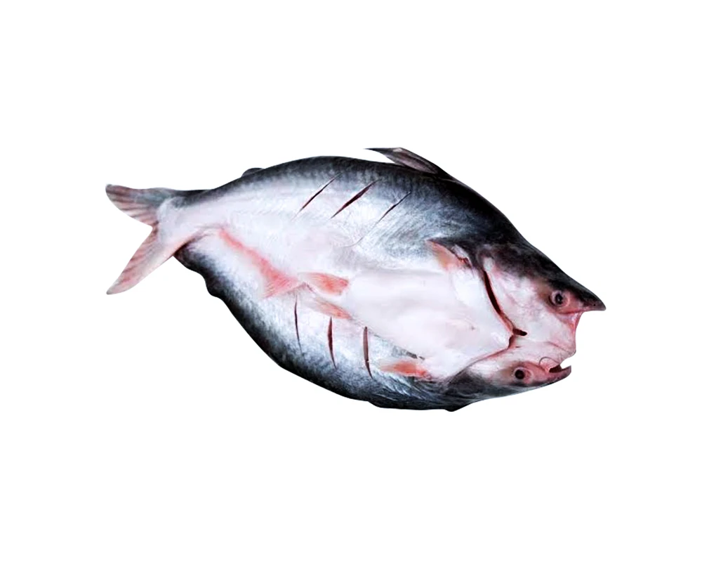Free sample Panga Wholesale Frozen sutchi Pangasius Basa Tra Swai Butterfly cut Fish IQF Bulk 10kg packing in Vietnam