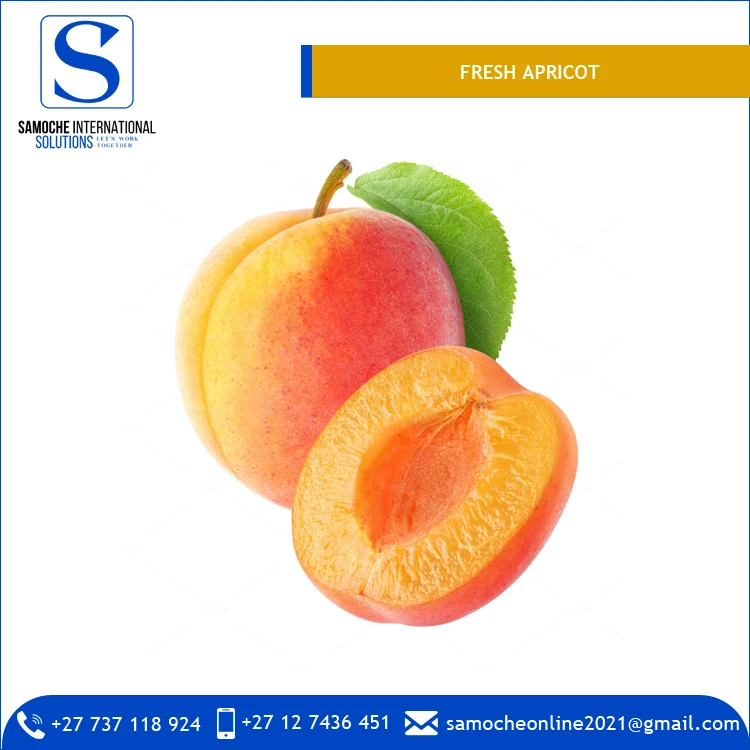 
High Quality Best Selling Organic Fresh Apricots for Bulk Purchase 