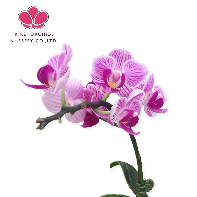 
 Sogo Vivien phalaenopsis Орхидея колба рассада  