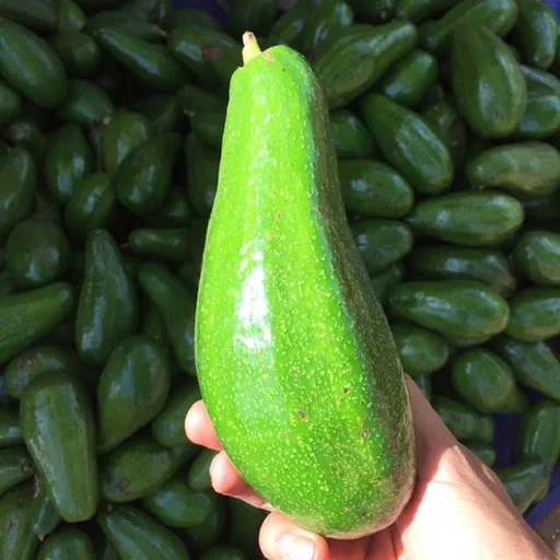 Самая дешевая свежая камера авокадо 034 Fuerte Hass Вьетнам 84 896674503