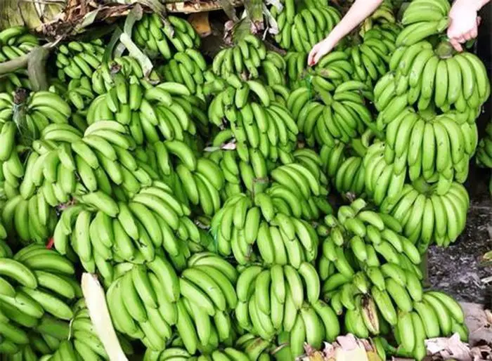 Богатый витамин из зеленого банана Вьетнам оптовая продажа (Ms) KIO HUYNH + 84 34 375 8904