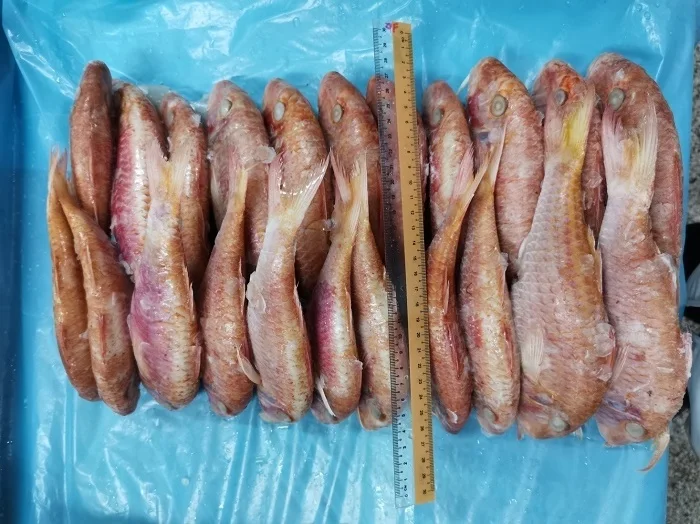 Malaysia High Quality Top Grade Natural Frozen Seafood Whole Round Red Mullet Goat Fish