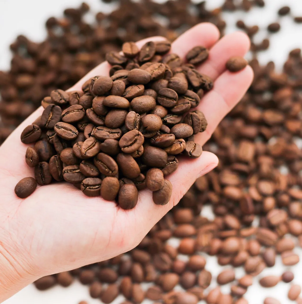 
Wholesale Arabica Roasted Coffee Beans 