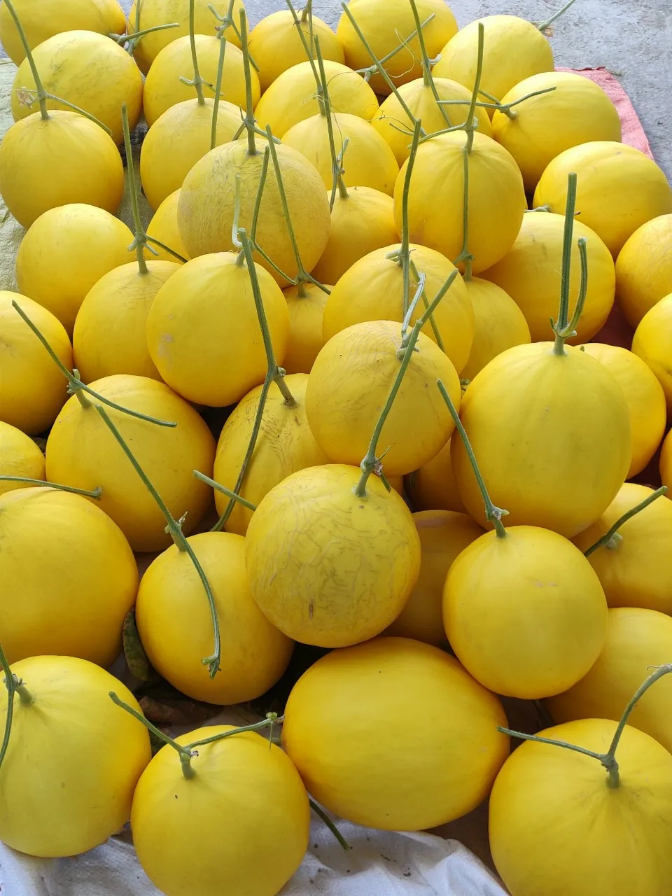 Sweet Yellow Canary Melon cheap price High quality from company in Vietnam buy now