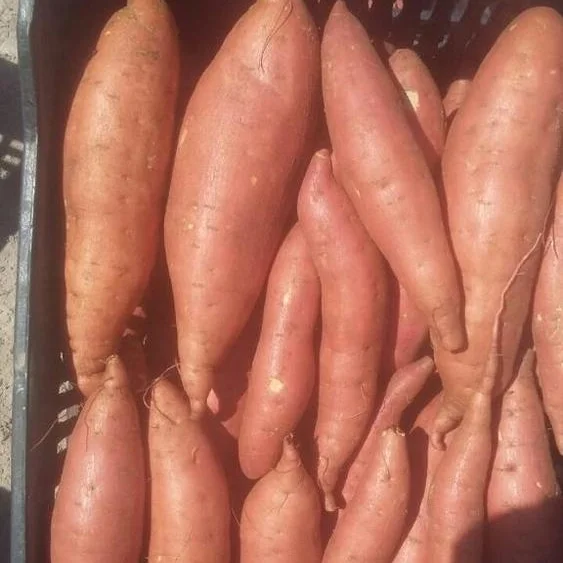 
High Quality EGYPTIAN Fresh Purple Sweet Potato 