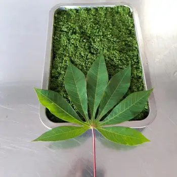 NATURAL CASSAVA FARM WITH BEST PRICE IN VIETNAM - Ms. Elaine +83 375 431 541