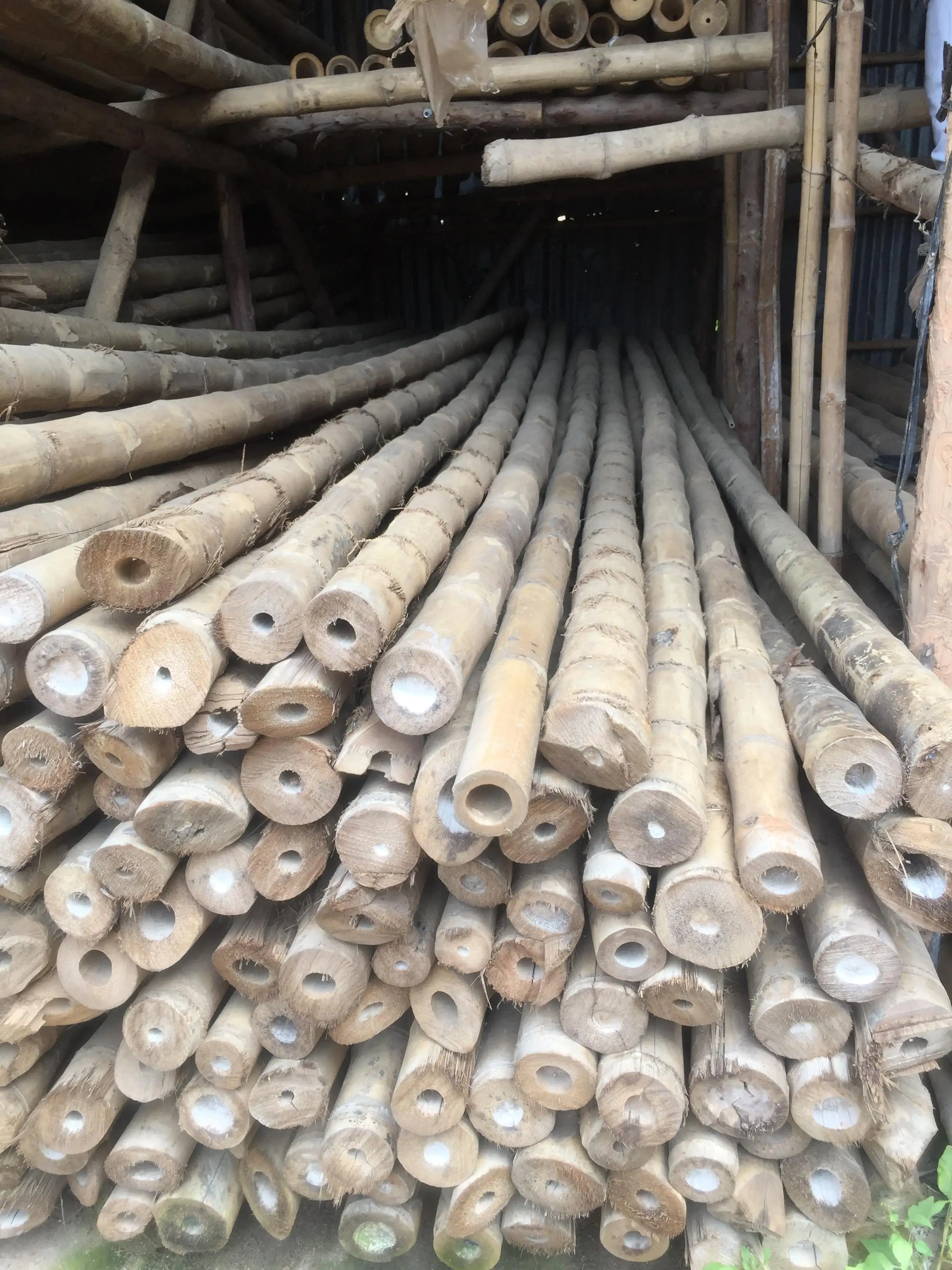  [Оптовая Продажа] сухой прямой бамбук по низкой цене для садового растения/Ms.May + 84 904183651