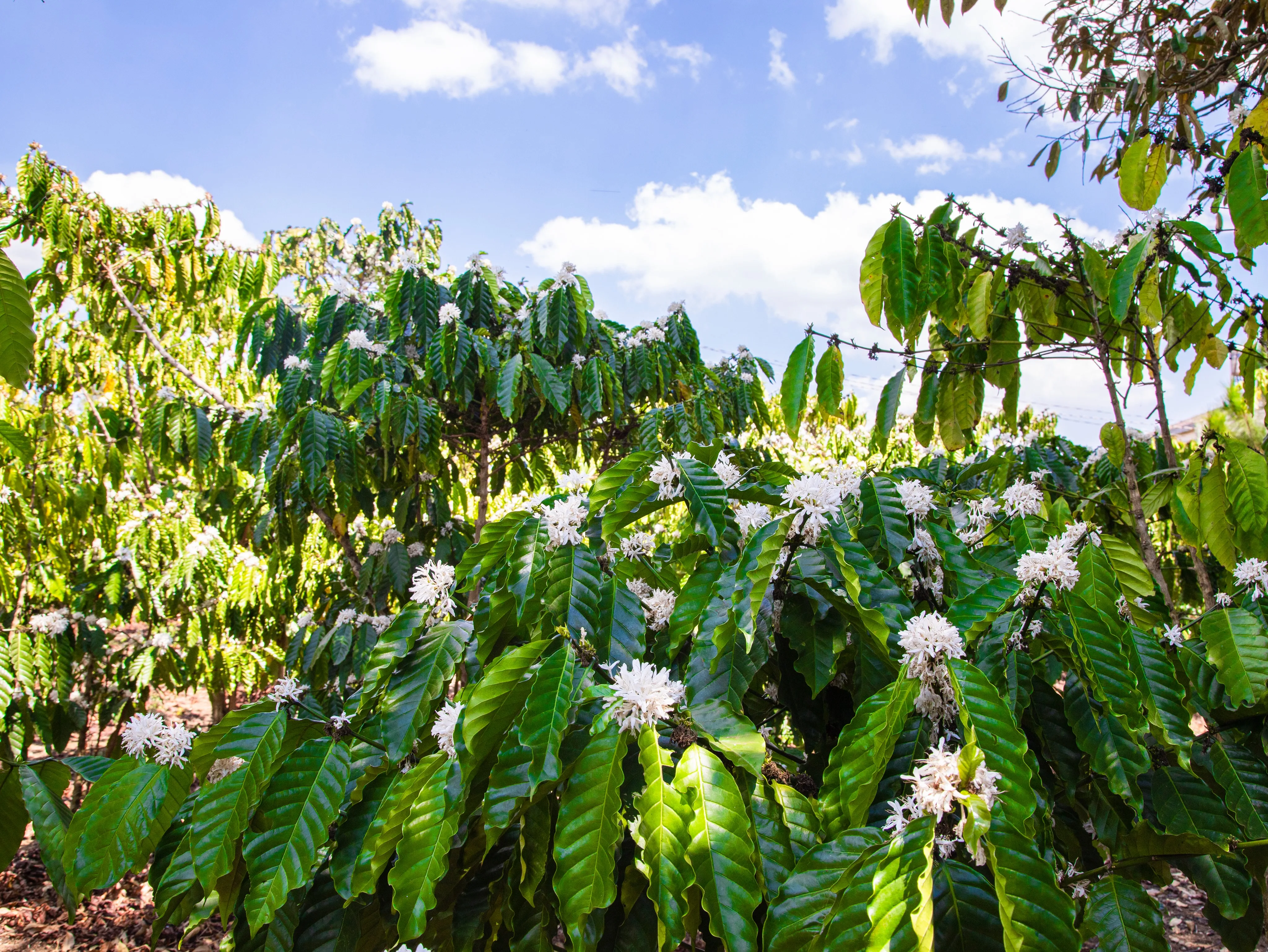 
Robusta coffee beans best price 