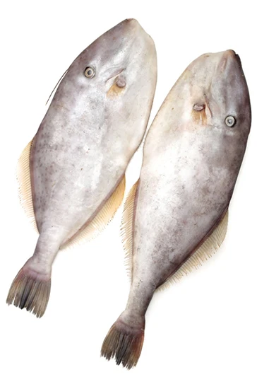 Premium Quality Wholesale Leather Jacket Fish For Sale In Cheap Price