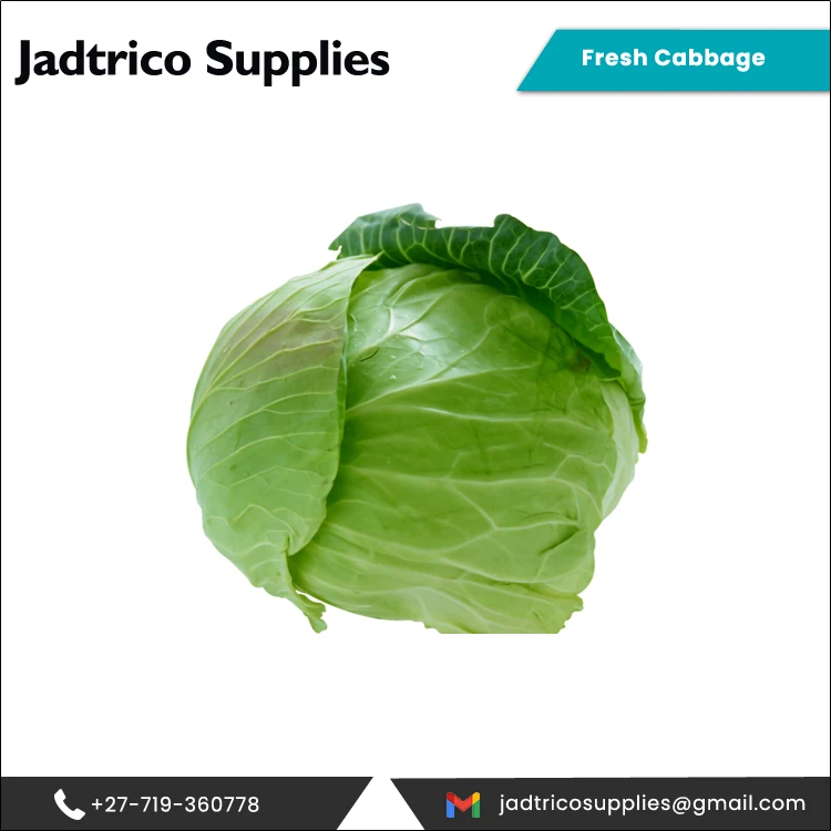 Распятие свежие зеленые овощи высшего качества капуста от южноафриканского поставщика