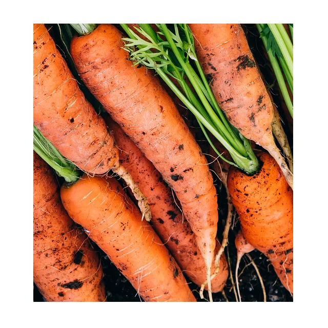 
Fresh Organic Best Quality Carrots In Wholesale Price 