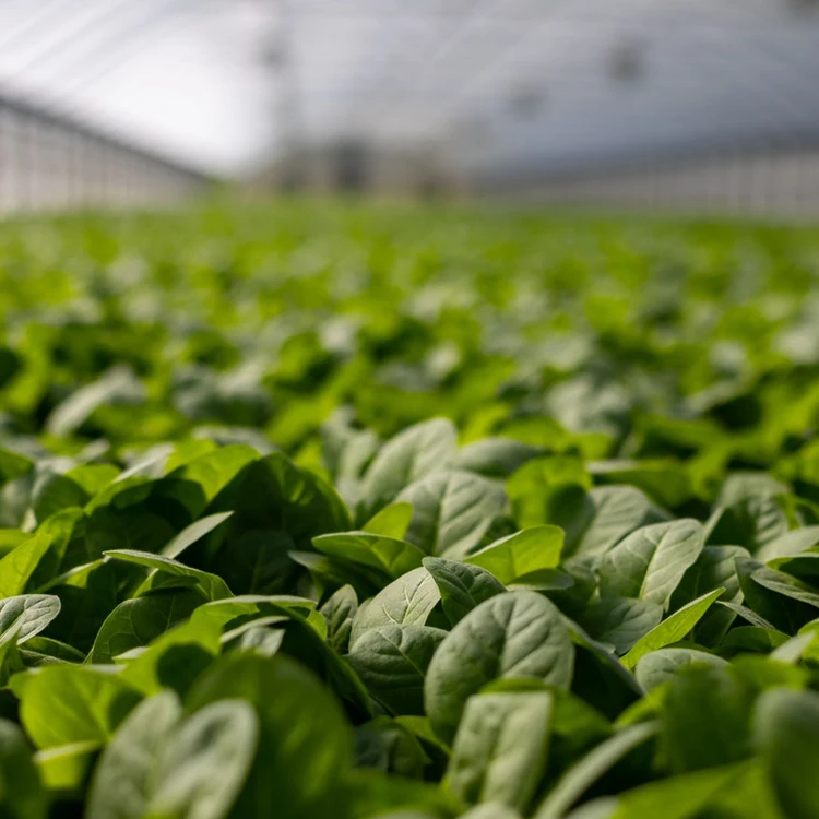 
Peat Moss Organic Fertilizer Soil 