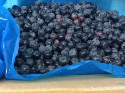 Frozen Blueberries