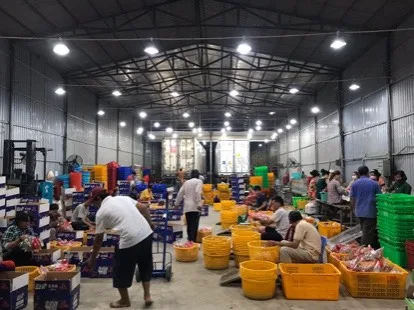 Frozen Carrots - Available Customized Package Non-GMO Freeze Carrots for Cooking and Drinking from Viet Nam wholesale