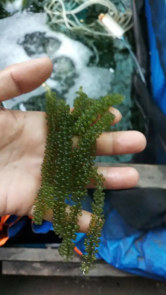 Замороженный сырой морской виноград соленый