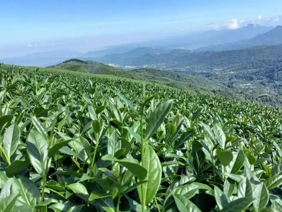 taiwan Dong ding  oolong tea loose leaf tea factory wholesale herbal tea
