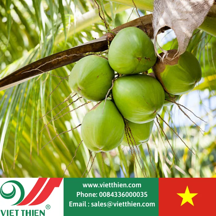 Good price fresh coconut grown by organic method, wholesale supply in large quantities around the world, origin Vietnam