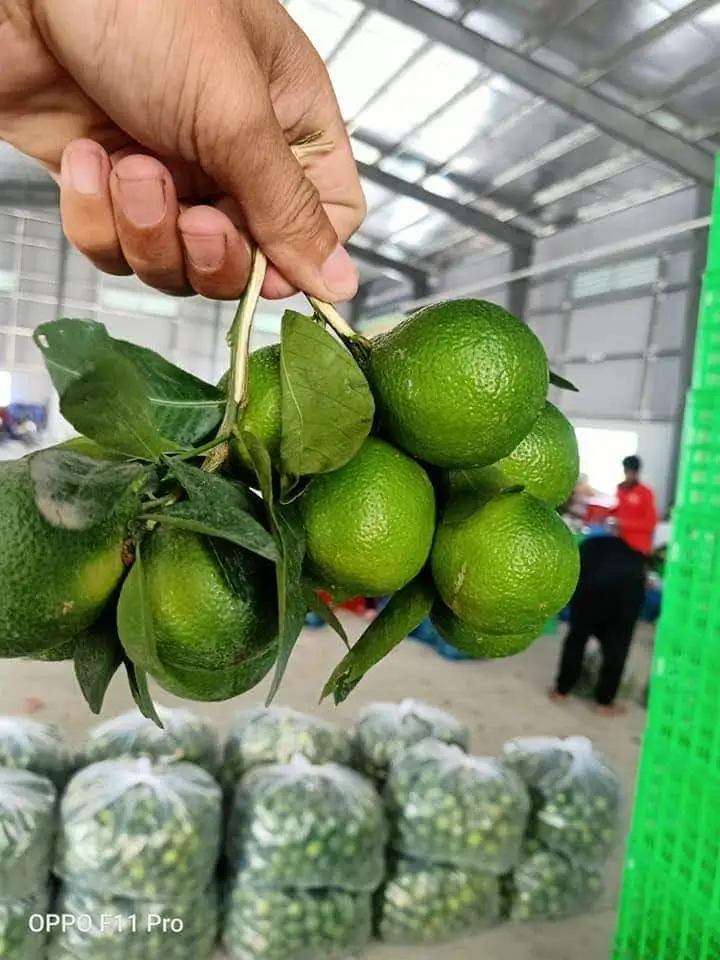  Натуральный желтый цвет лайма органический оригинальный тип продукт лимонного класса свежие фрукты