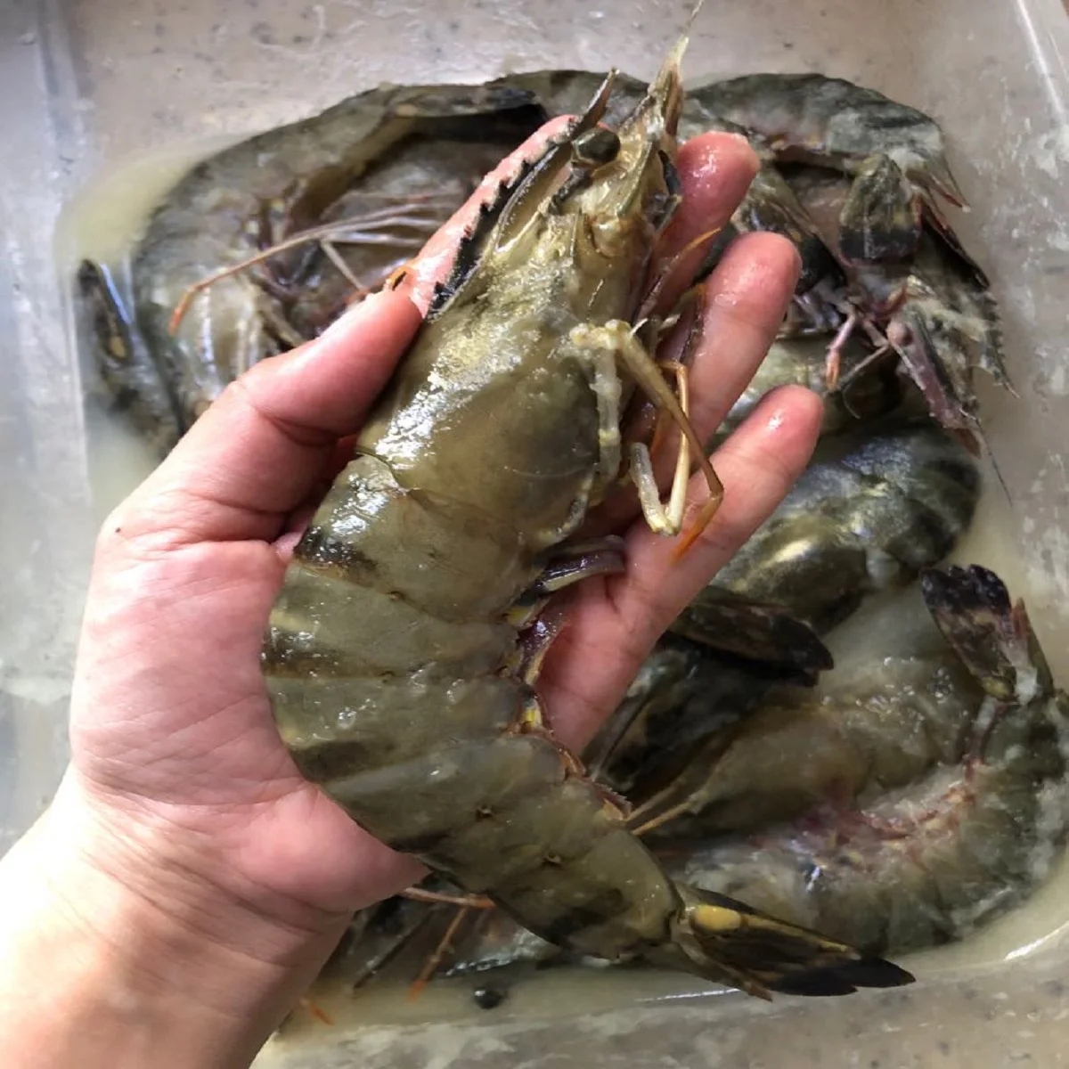 Замороженные новейшие поступления органических креветок по оптовой цене