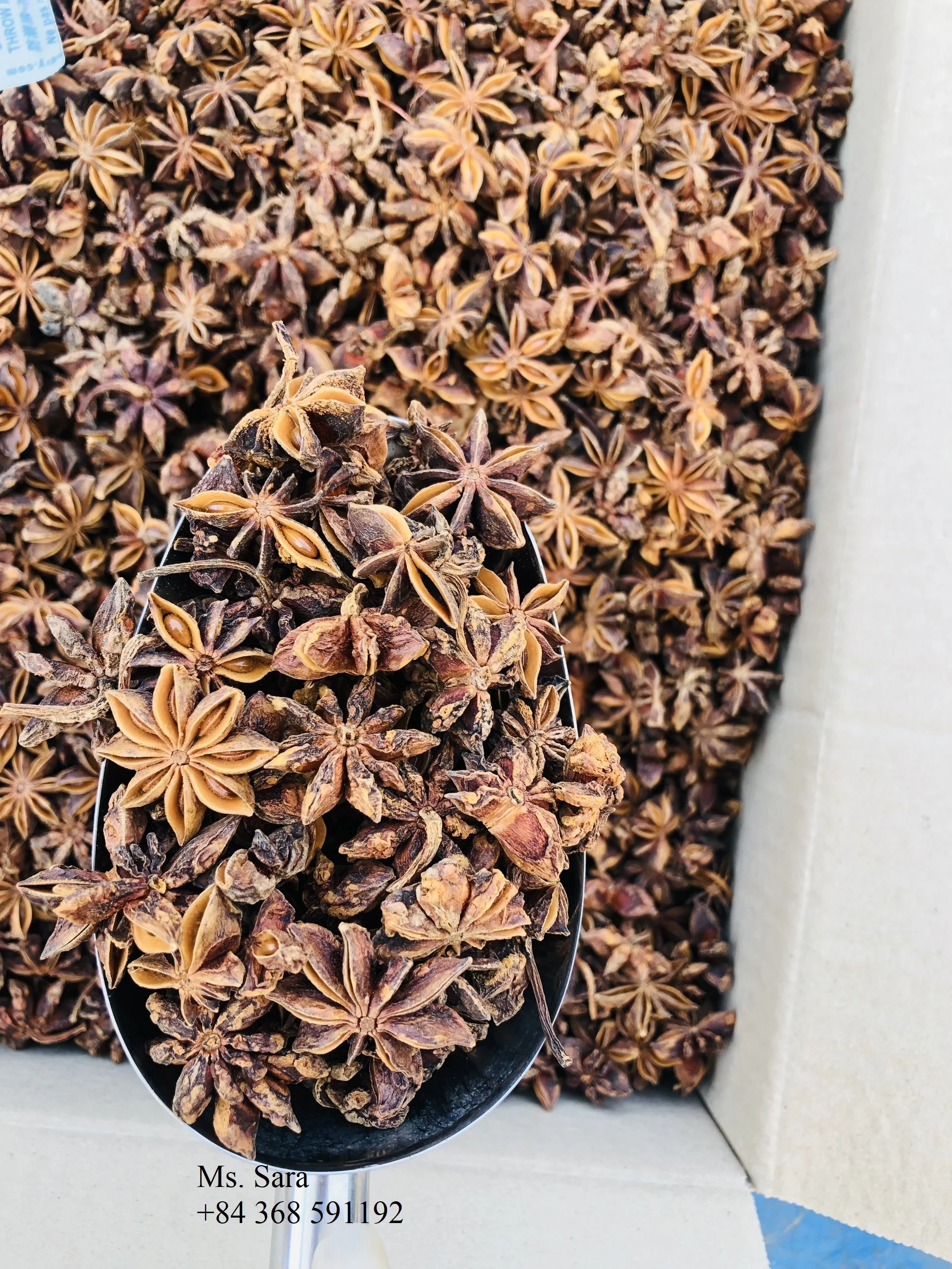 WS +84359166896 No.1 Vietnamese Star Anise With High Oil Content And Super Dry Ready To Ship New Crop Best Choice Good Price