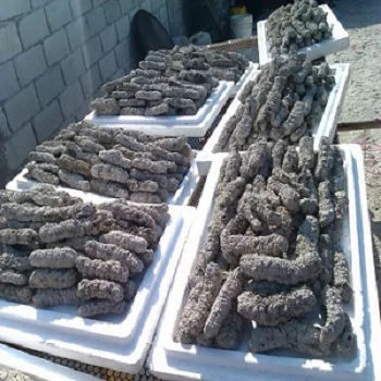 Dried Sea Cucumber Fresh Frozen For Best Priced Best Quality