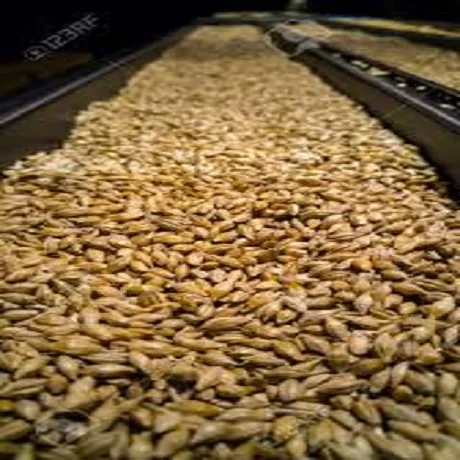 Natural Raw Organic Barley Malt Human Consumption